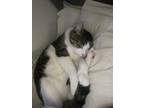 Adopt Woody Christopher a Black & White or Tuxedo American Shorthair / Mixed