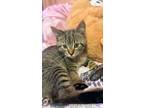 Adopt Hawra Alsafi a Brown Tabby Tabby / Mixed (short coat) cat in Detroit