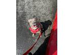 Adopt Milo a Brindle - with White American Pit Bull Terrier / Mixed dog in