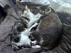 Adopt Daisy & Denali (bonded pair) a Brown Tabby Domestic Shorthair / Mixed