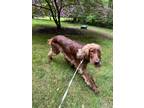 Adopt Rooney a Red/Golden/Orange/Chestnut Irish Terrier / Mixed dog in Chadds