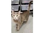 Adopt Luna a Domestic Shorthair / Mixed cat in Sheboygan, WI (41496262)