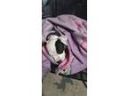 Adopt Gypsy a White - with Black American Pit Bull Terrier / Mixed dog in Fort