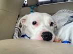 Adopt Ariel a Black - with White Cocker Spaniel / Collie / Mixed dog in Liberty
