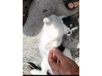 Adopt Miss Kitty a Black & White or Tuxedo American Shorthair / Mixed (medium