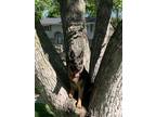 Adopt Fiona a Black - with Tan, Yellow or Fawn German Shepherd Dog / Mixed dog