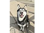 Adopt Eddie a Black - with White Siberian Husky / Mixed dog in Brunswick