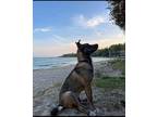 Adopt Milo a Tricolor (Tan/Brown & Black & White) Husky / Mixed dog in Sister
