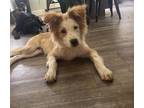 Adopt Yeti a Australian Shepherd / Mixed Breed (Medium) / Mixed dog in Portland
