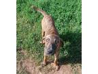 Adopt Mustang a Brindle Plott Hound / Mixed dog in Portland, OR (41496046)