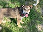 Adopt Addie a Tricolor (Tan/Brown & Black & White) Husky dog in Alma