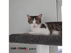 Adopt Florida a Domestic Shorthair / Mixed cat in Lexington, KY (41495999)