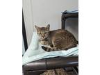 Adopt ATHENA a Domestic Short Hair