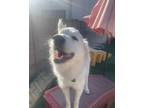 Adopt Lucy a White Great Pyrenees / Golden Retriever / Mixed dog in Edmond
