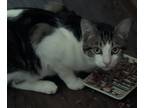Adopt Rondo a White (Mostly) Tabby / Mixed (short coat) cat in Jacksonville