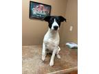 Adopt Summer a White - with Black Jack Russell Terrier / Pointer / Mixed dog in