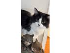 Adopt Poe a Black & White or Tuxedo Domestic Mediumhair / Mixed (medium coat)