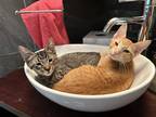 Adopt Jasper a Orange or Red Tabby Domestic Shorthair (short coat) cat in