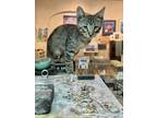 Adopt Tigerseye a Brown Tabby Domestic Shorthair (short coat) cat in Nashua