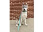 Adopt Bambi a Black - with White Husky / Mixed dog in Asheboro, NC (41495612)
