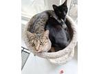Adopt Cinder & Ella a Gray, Blue or Silver Tabby Domestic Shorthair / Mixed