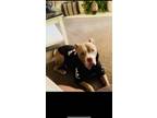 Adopt Duke a Brindle American Pit Bull Terrier / American Pit Bull Terrier /