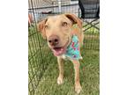 Adopt Drake a Tan/Yellow/Fawn - with White Labrador Retriever / Terrier (Unknown