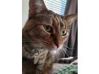 Adopt Rose a Tortoiseshell Domestic Shorthair / Mixed (short coat) cat in