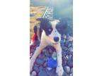 Adopt Lady a Black - with White Border Collie / Mixed dog in Billings