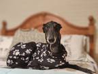 Adopt Bean a Black - with White Greyhound / Mixed dog in Terrell, TX (41495835)