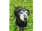 Adopt Jackie a Black - with Tan, Yellow or Fawn Dachshund / Mixed dog in Vienna