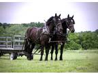 Percheron Draft Horse team For Sale