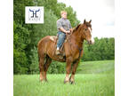 Ride & Drive Draft Cross Gelding For Sale