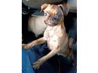 Adopt Goose a Brindle Pug / Mixed dog in Murfreesboro, TN (41495774)