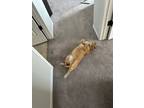 Adopt Chewy a Orange or Red Tabby Tabby / Mixed (medium coat) cat in Chisago