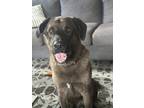 Adopt Grizzly a Brown/Chocolate German Shepherd Dog / Labrador Retriever / Mixed
