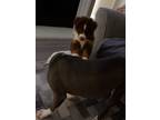 Adopt Koda a Brown/Chocolate - with White Australian Shepherd / Mixed dog in