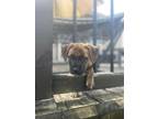 Adopt CJ (Marion Mama Pups 1) a Brindle Boxer / Pit Bull Terrier / Mixed dog in