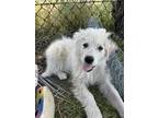Adopt Cowboy Hank a White Great Pyrenees / Mixed dog in Tulsa, OK (41495708)