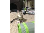 Adopt Sophie a Calico or Dilute Calico American Shorthair / Mixed (short coat)