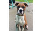 Adopt Mica a Red/Golden/Orange/Chestnut - with White Boxer / Mixed dog in