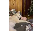 Adopt Jake and Duke a White - with Tan, Yellow or Fawn German Shepherd Dog /