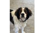 Adopt Molly a Tricolor (Tan/Brown & Black & White) English Springer Spaniel /