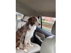 Adopt Diesel a Merle Australian Shepherd / Alaskan Malamute / Mixed dog in