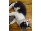 Adopt Buda a Black & White or Tuxedo Domestic Mediumhair / Mixed (medium coat)
