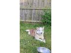 Adopt Cthulhu (Lulu) a Red/Golden/Orange/Chestnut - with White Husky / Mixed dog