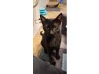 Adopt Bob a All Black American Shorthair / Mixed (short coat) cat in Tyler