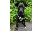 Adopt Mikey ~ meet me! a Black - with White Labrador Retriever / Boxer / Mixed