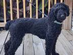 Adopt Spooky a Black Poodle (Standard) / Mixed dog in Walton County