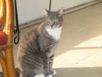Adopt Skittles a Gray, Blue or Silver Tabby Domestic Shorthair / Mixed (short